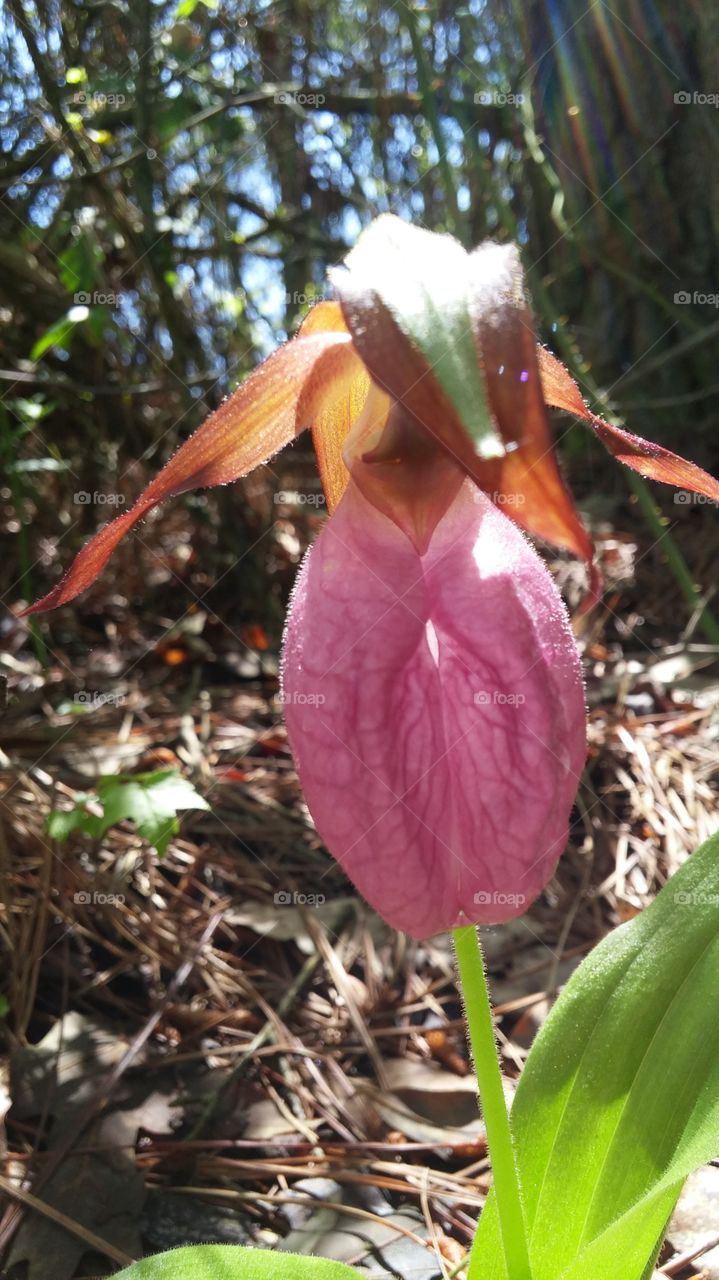 Lady slipper