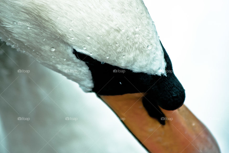 Swan. close with a zoom lens,  on a walk in the park