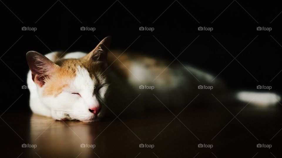 Cat sleeping 