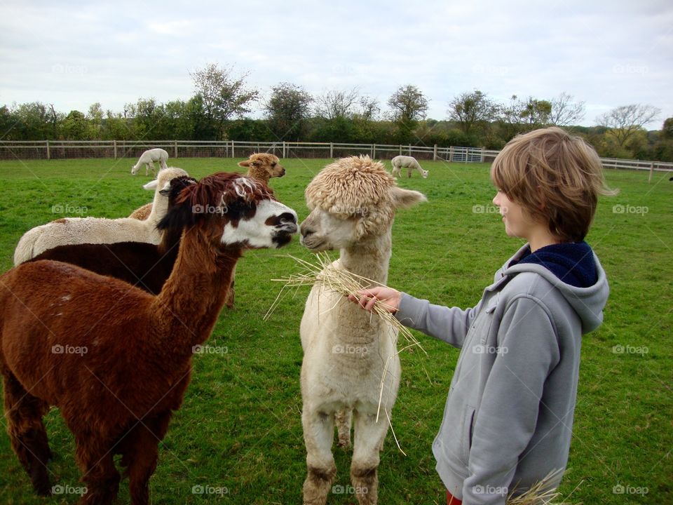 Alpaca sharing some treats with his buddy ...