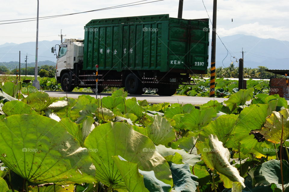 The truck passed quickly near the lotus leaves field.