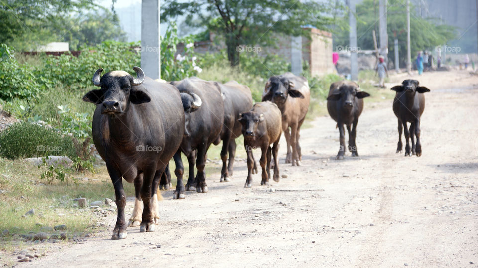 The leader leading the rest to new green pastures.