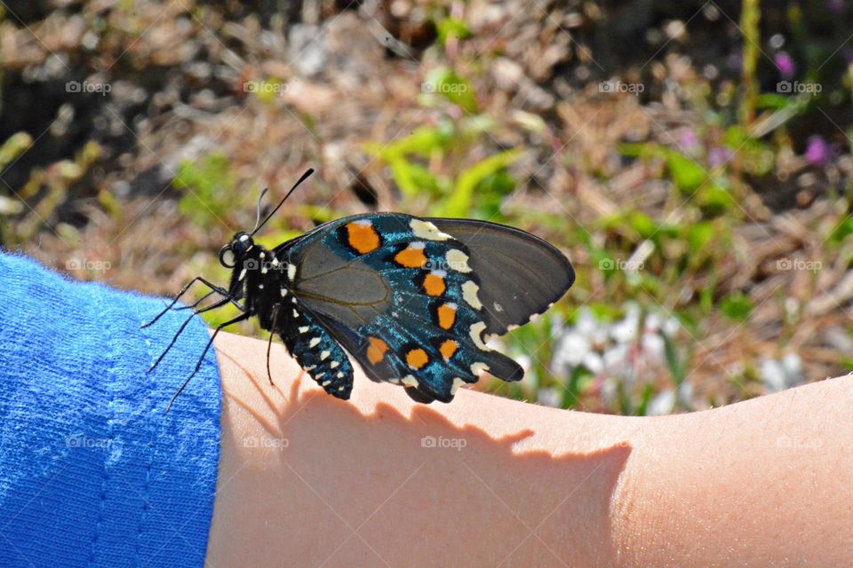 This is spring - A colorful, black swallowtail butterfly dances around on a young ladies arm