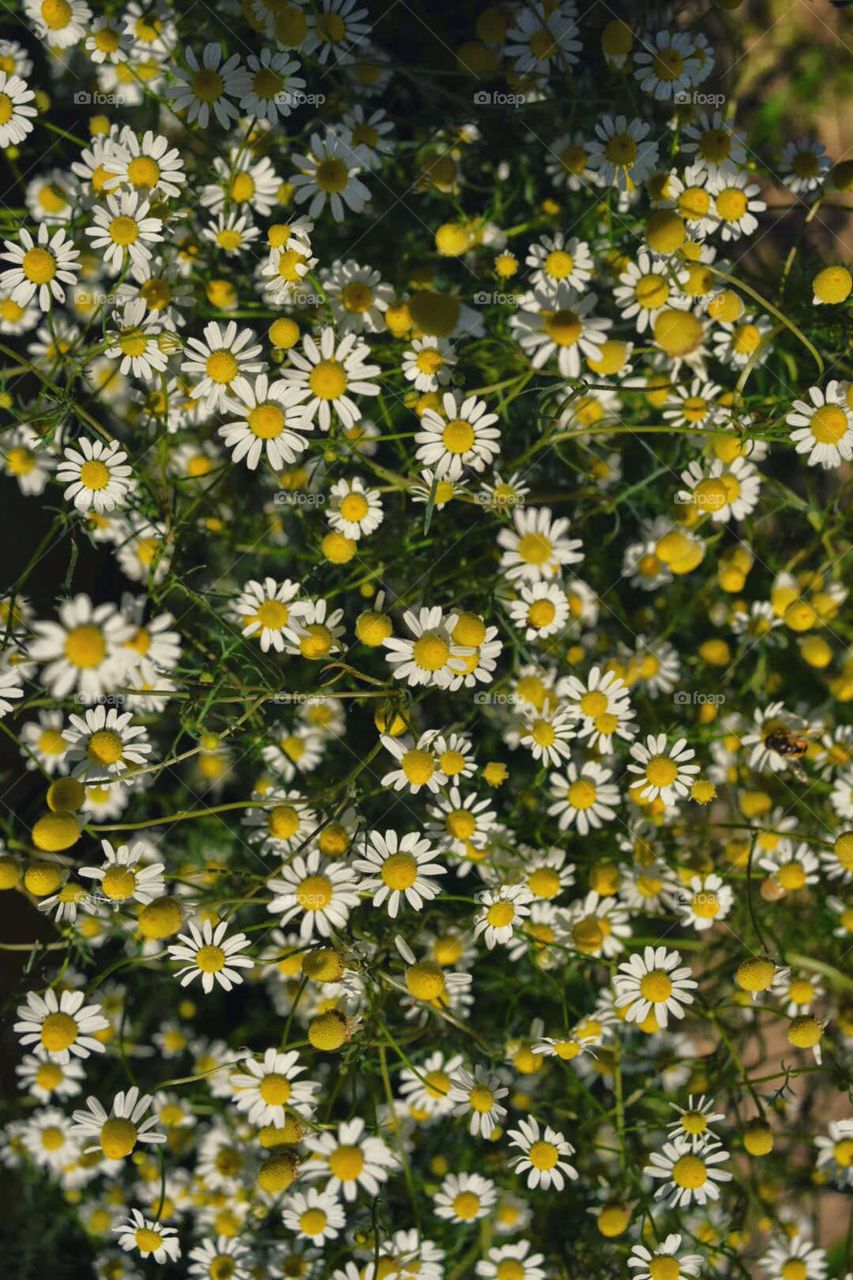 Chamomile