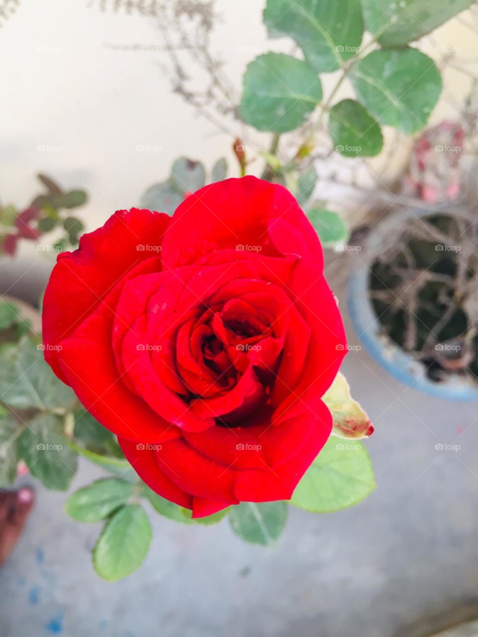 Rose🌹 I will sell this in only $2