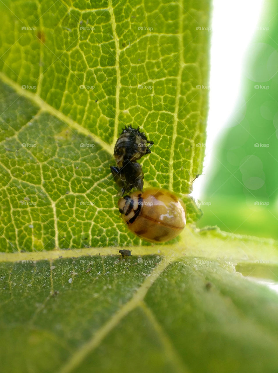 Ladybird coming out of pupa