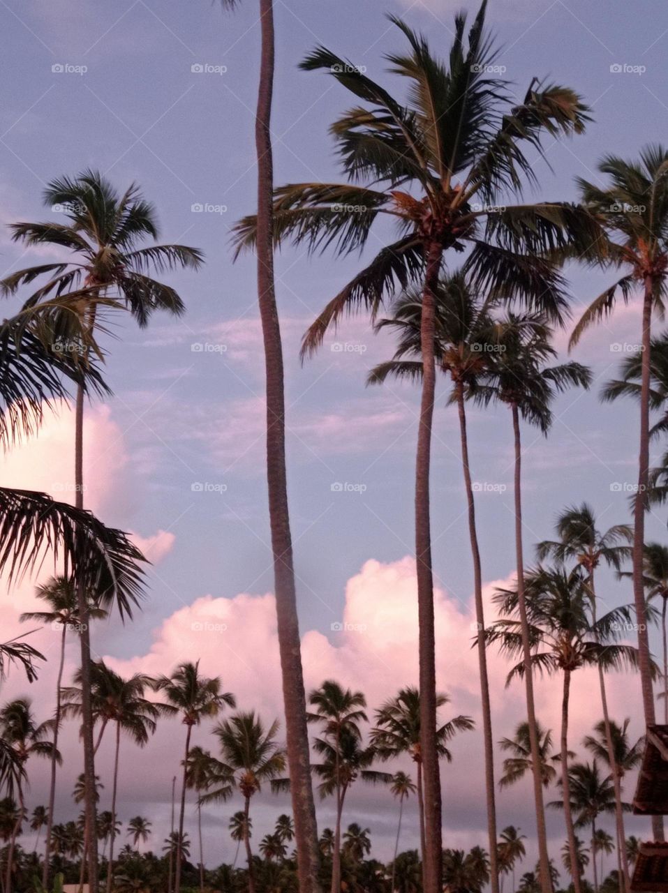 sunset and coconut palm trees / atardecer y coqueros