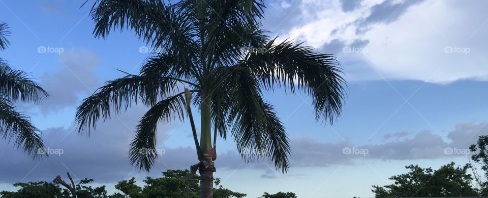 Palm tree silhouette 