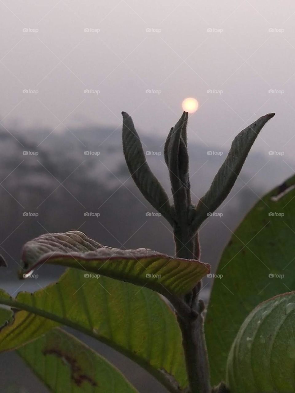 Sunrise scene in the foggy winter morning with a little twist.📸💚🌱