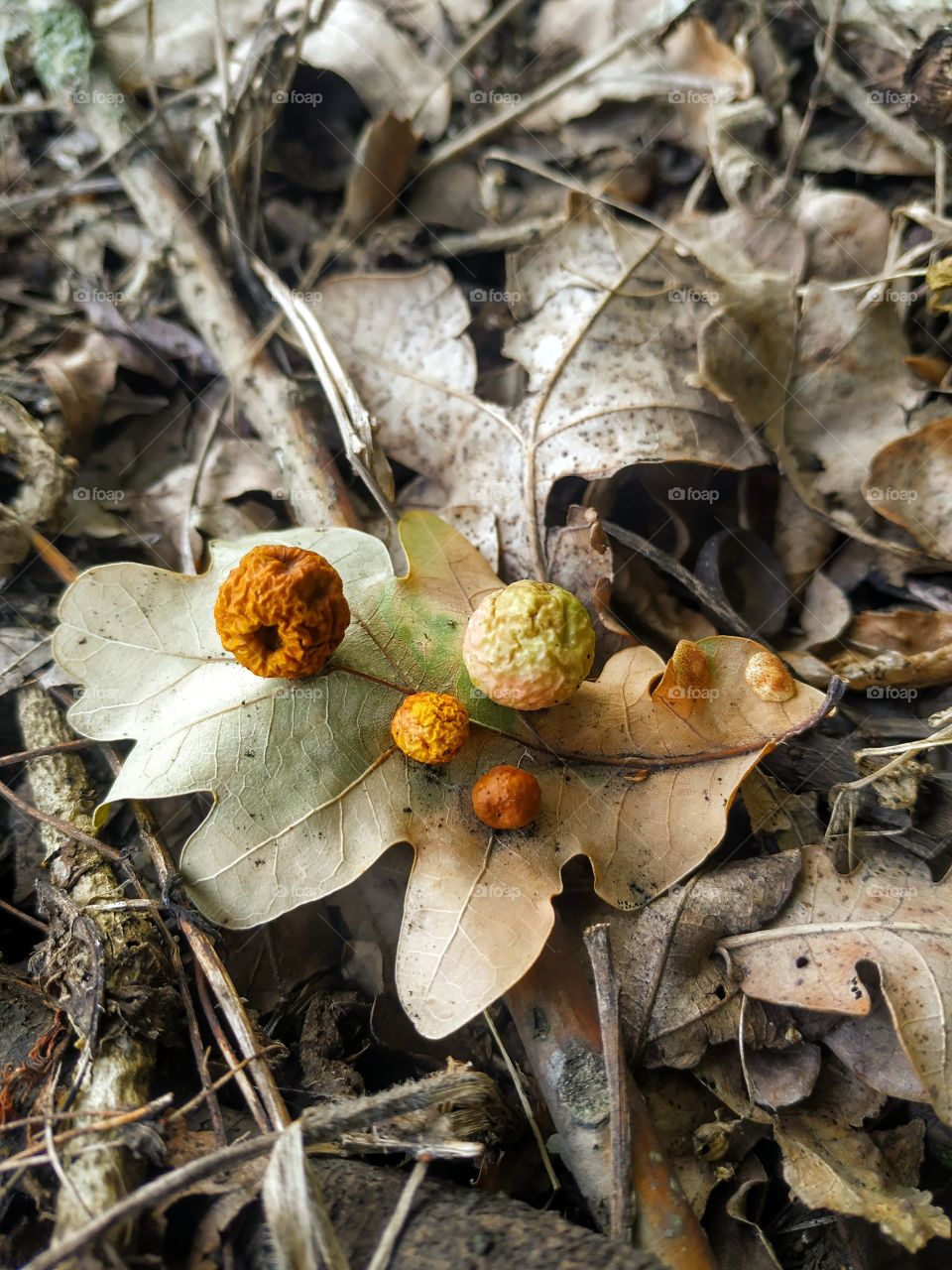 The wonderful oak leaf in the fall