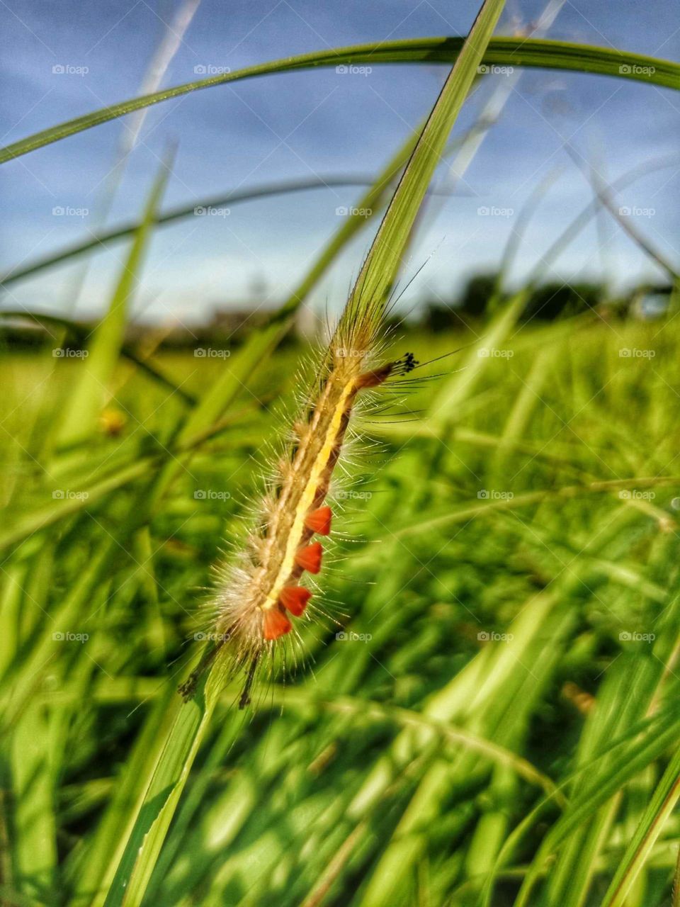 Grass & Catterpillar