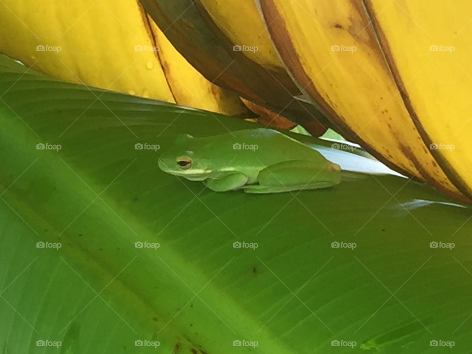 Tree frog