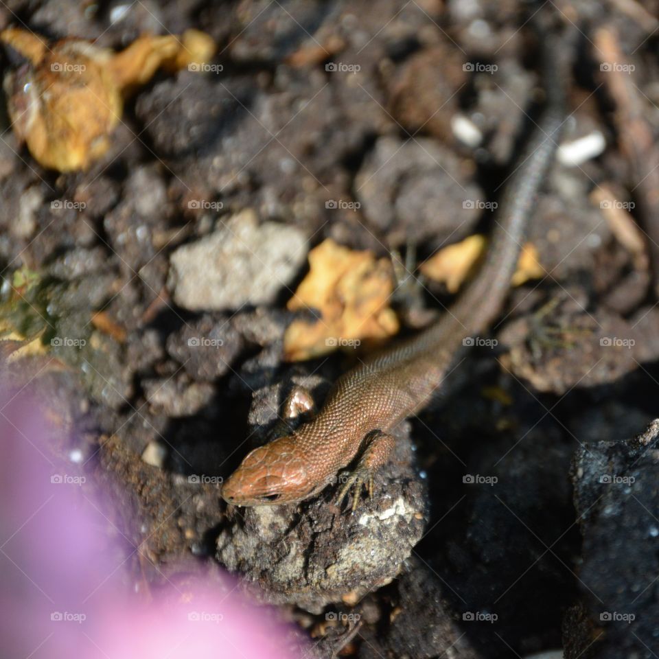 Close-up of snake on rock