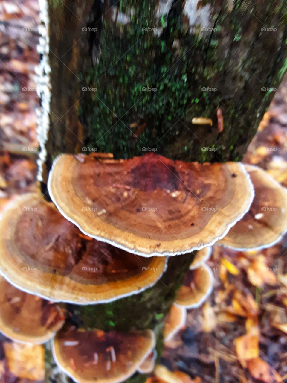tree mushrooms