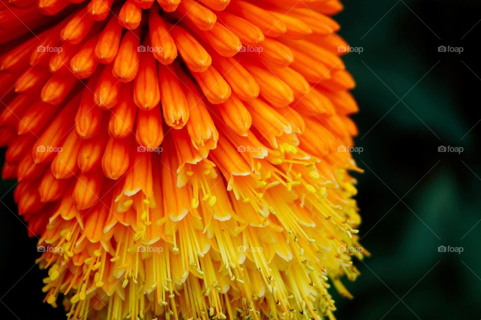 Beautiful and cute flowers