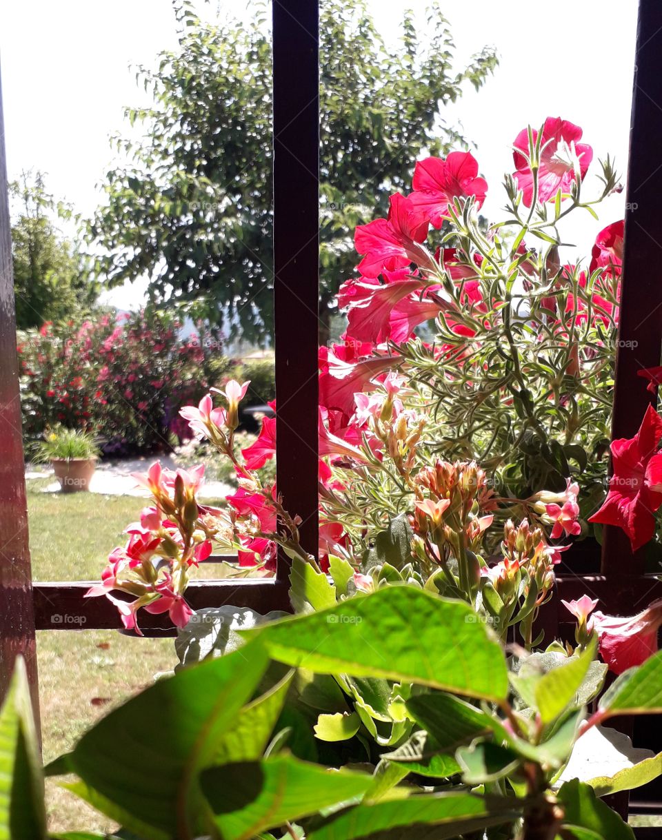 flowers on the window