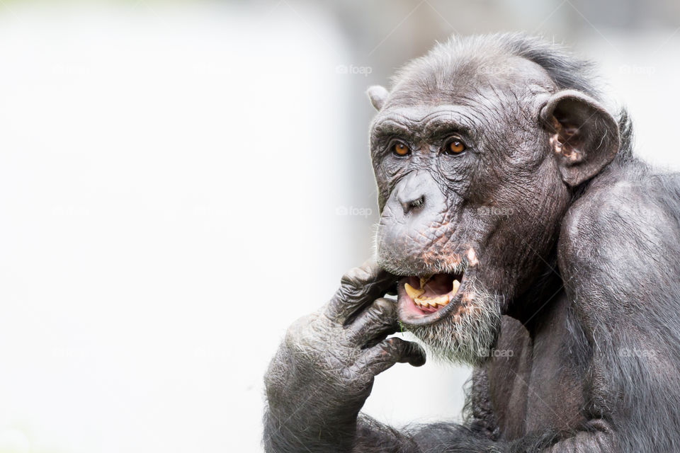 Closeup of an old male chimpanzee picking his tooth 