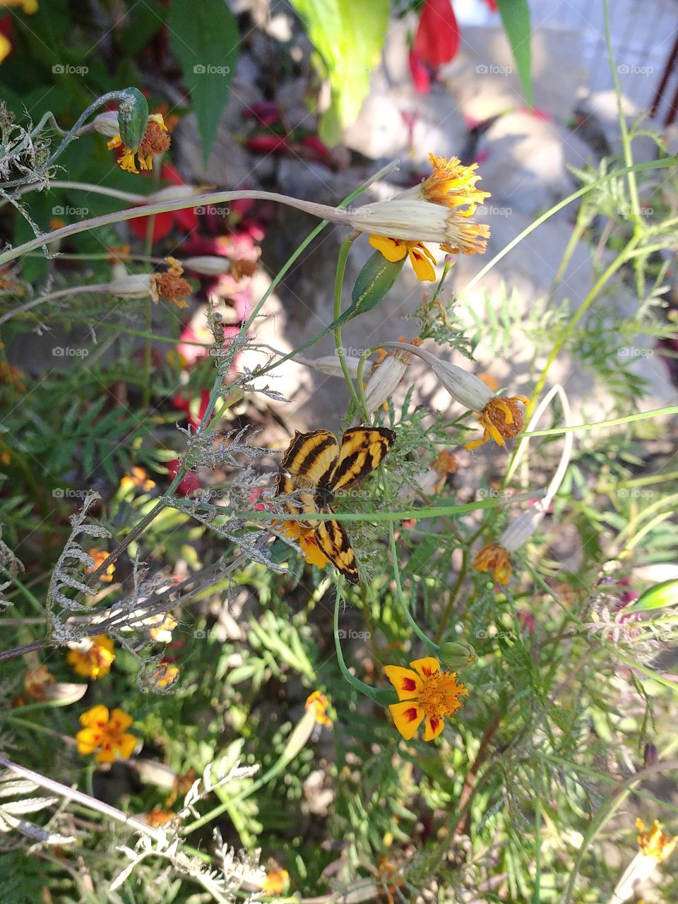 Thanks to this beautiful butterfly for letting me shoot it generously after a long and patient attempt