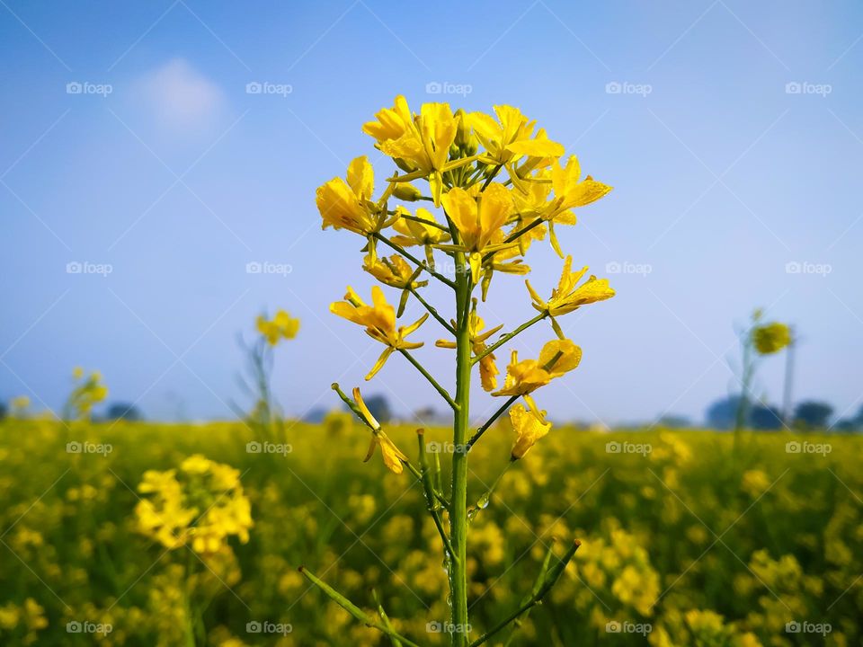 A dew drop yellow mustard flowers on blue sky background