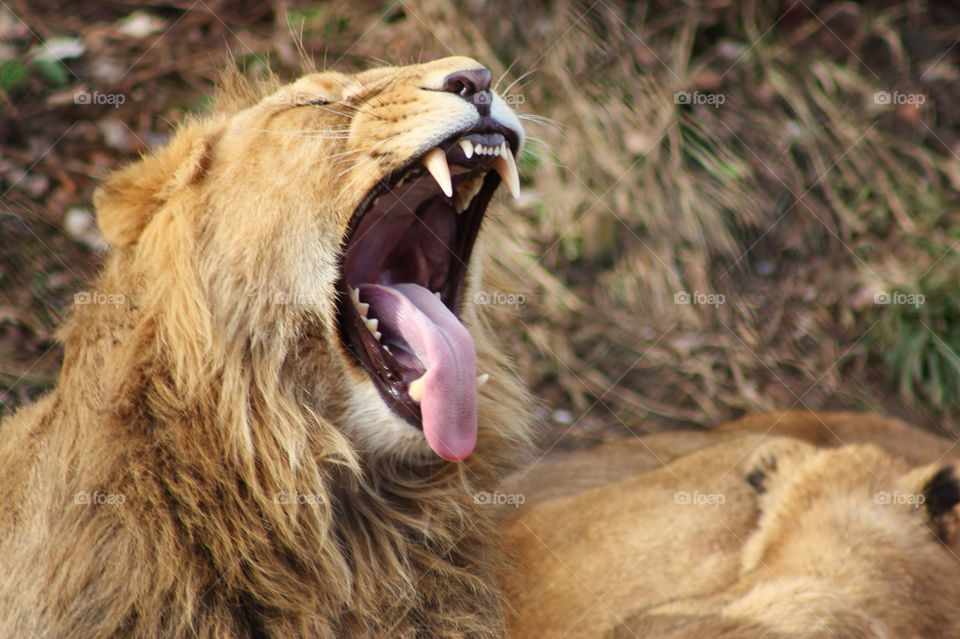 Close-up of a lion open mouth