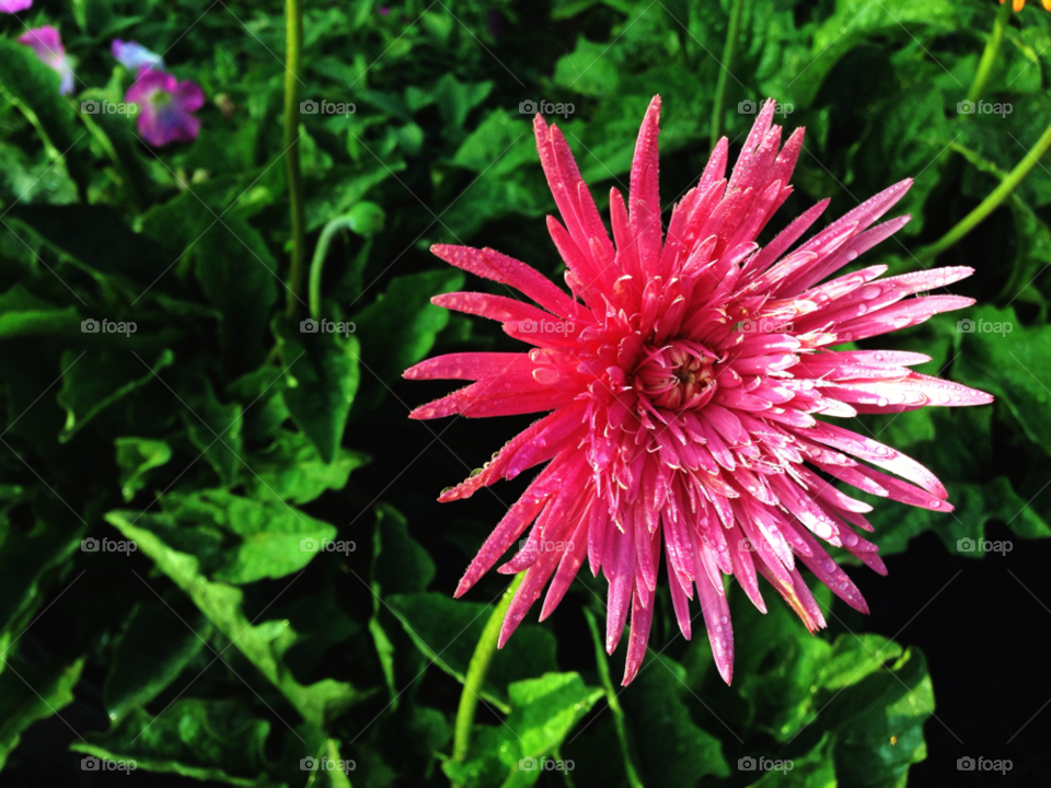 green flowers garden pink by Daisyft