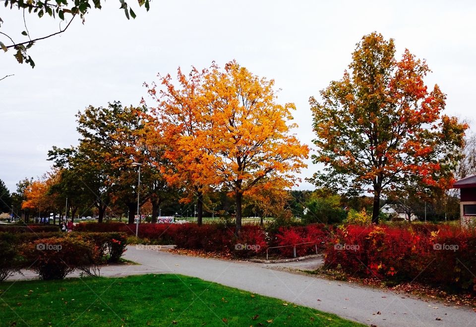 Fall trees. Fall trees