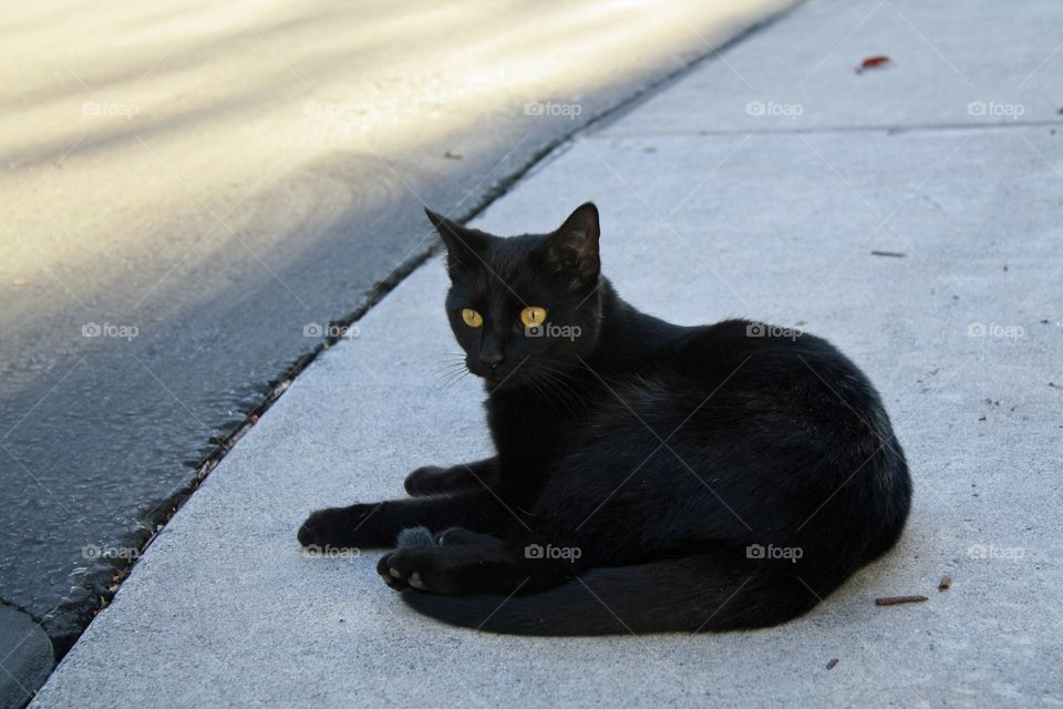 Another photo of our neighborhood cat, Spooky