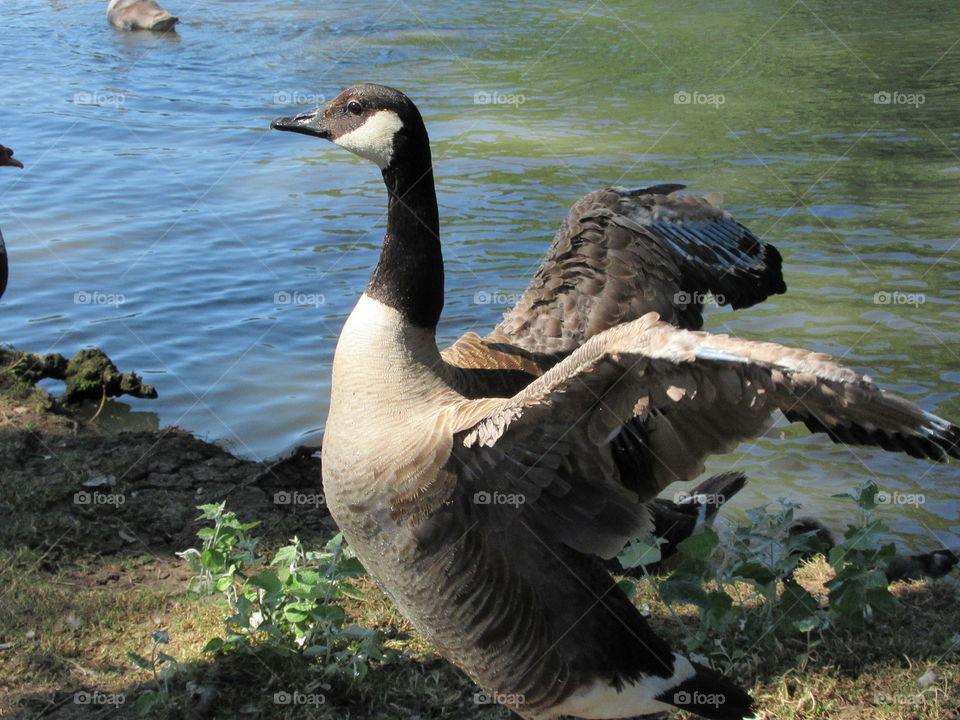 Canada goose stretching his wings