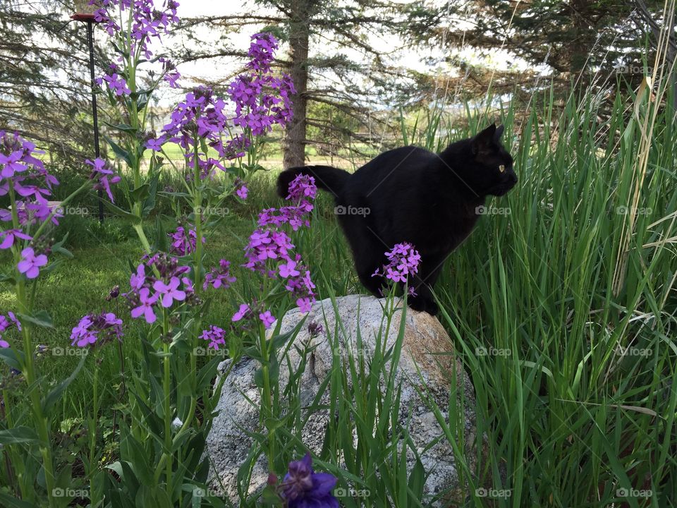 Black Cat Purple Flowers. Our cat Jade posing by purple flowers 