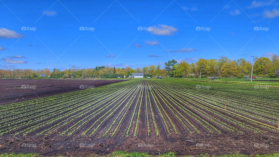 neat rows of seedlings