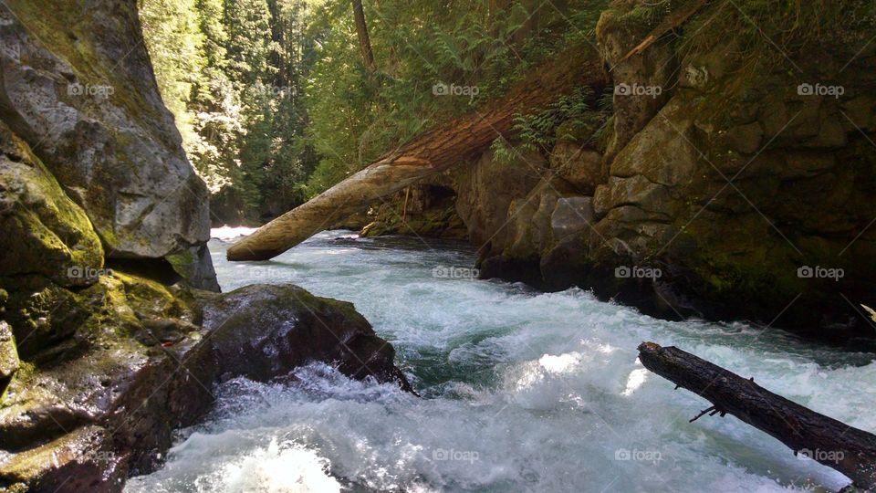 Scenics view of forest