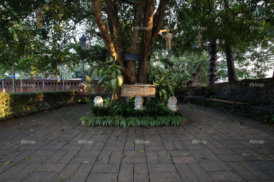 Tree in the temple 