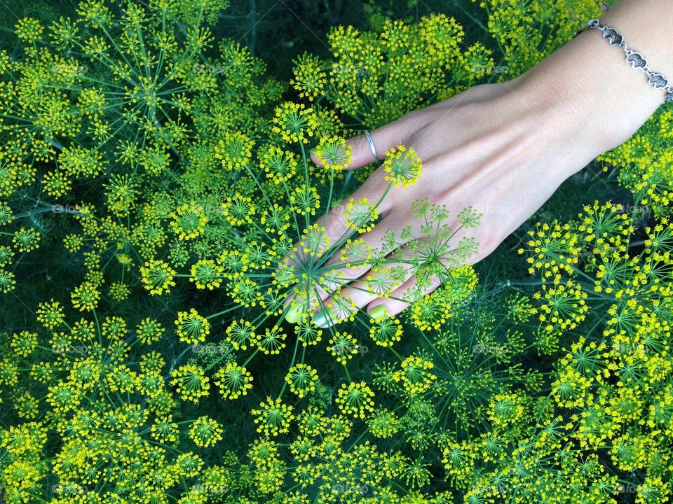 Hand with bright nail art and blooming dill in the garden