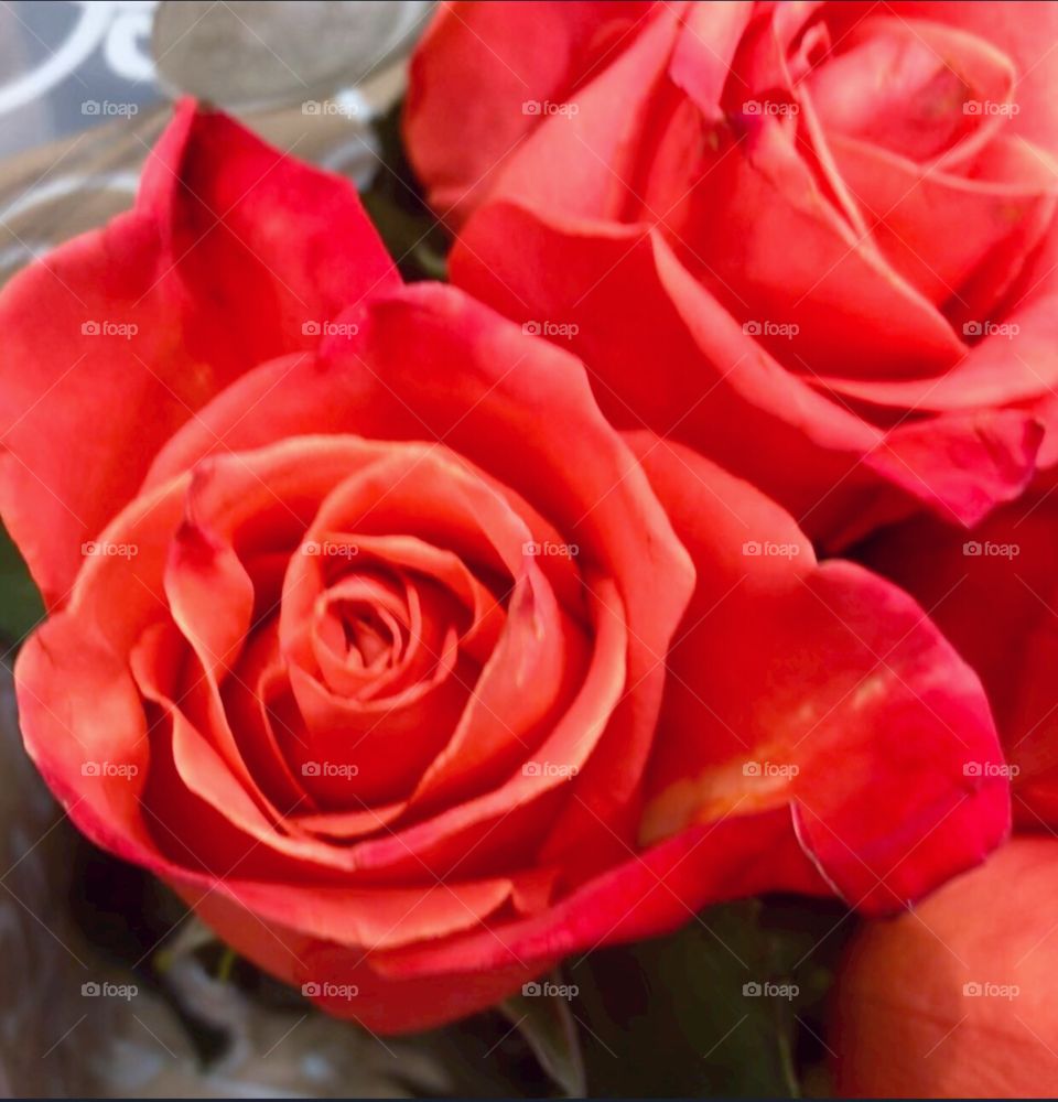 Radiant roses 🌹