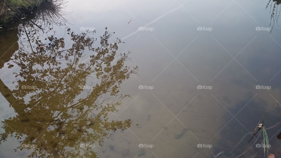 Lake with trees and sky reflecting in it