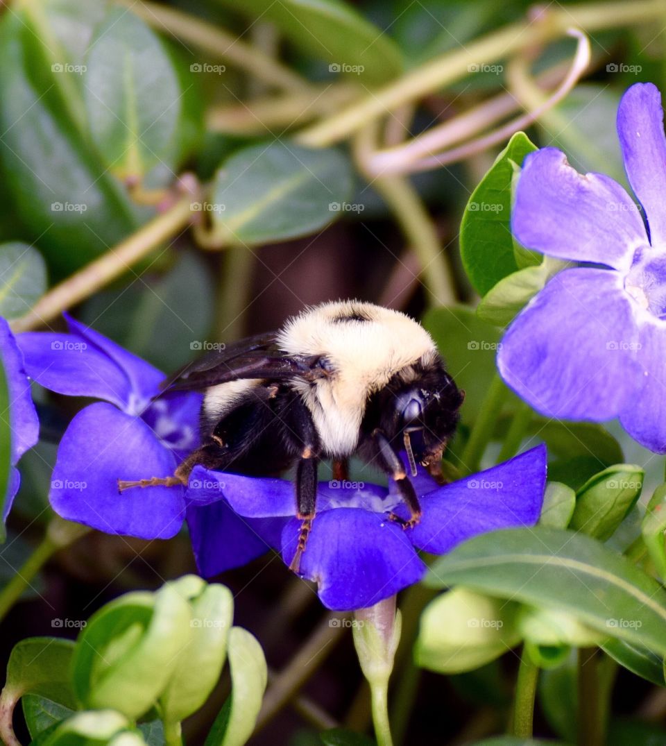 This picture was taken in my front yard during the summer time! I used a Nikon D3300