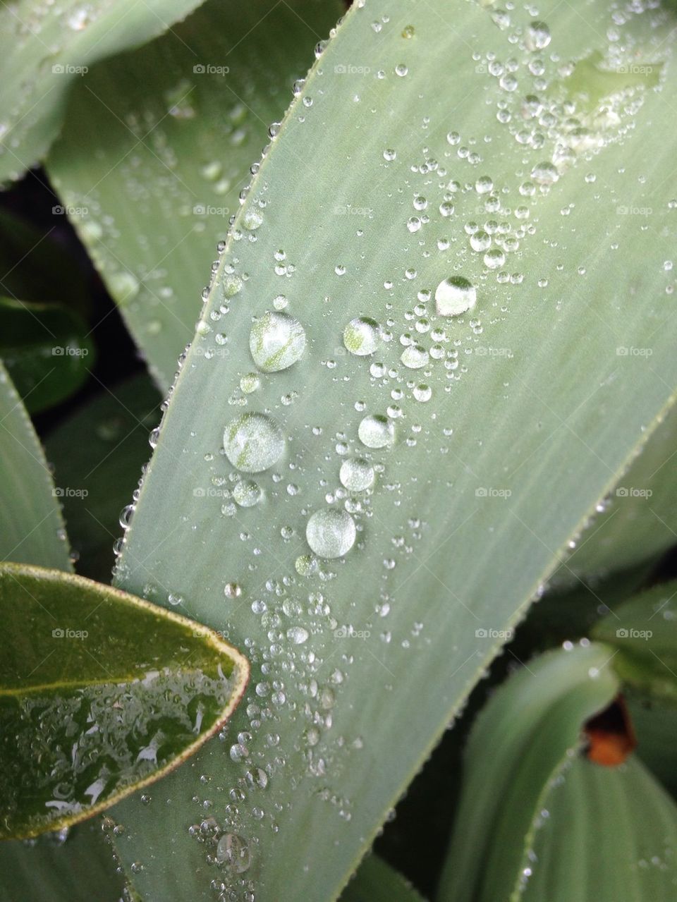 Rain drops
