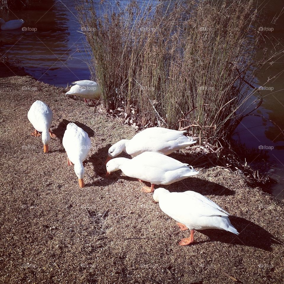 Feeding ducks