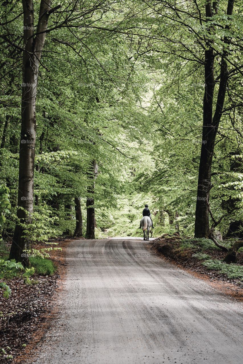 Photo of a person riding a horse in the forest