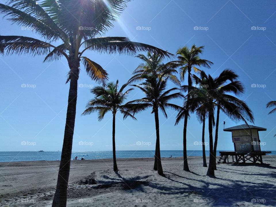 Palm Trees in  Miami Beach Florida