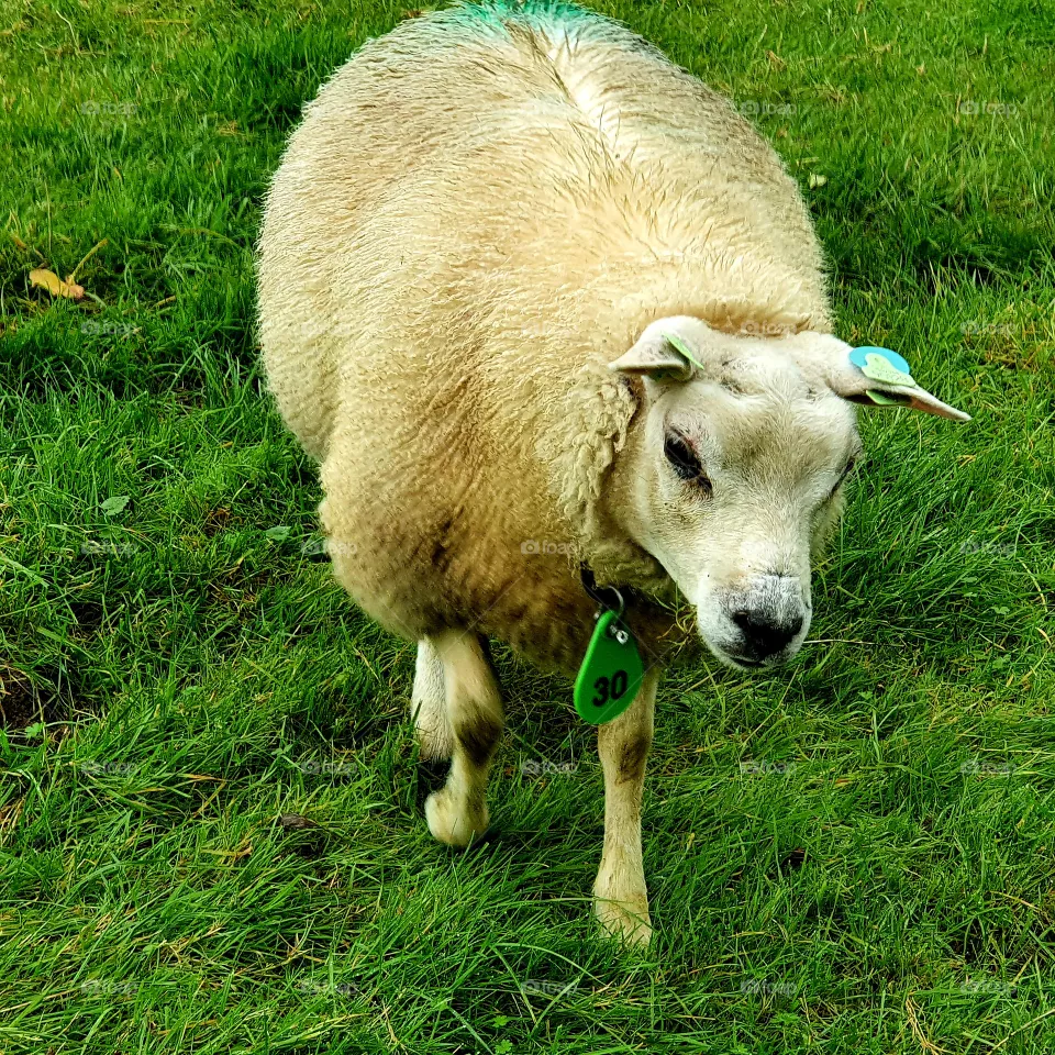 Sheep up close in the photo