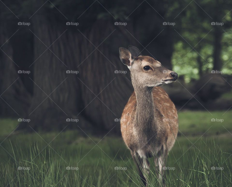 A young deer appears cautious in the long grass and shade from ancient trees