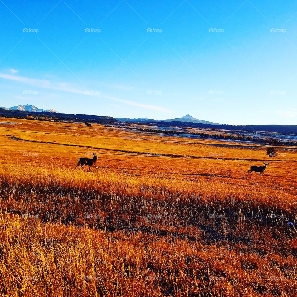 Deer on the Mesa/Field in the Mountains