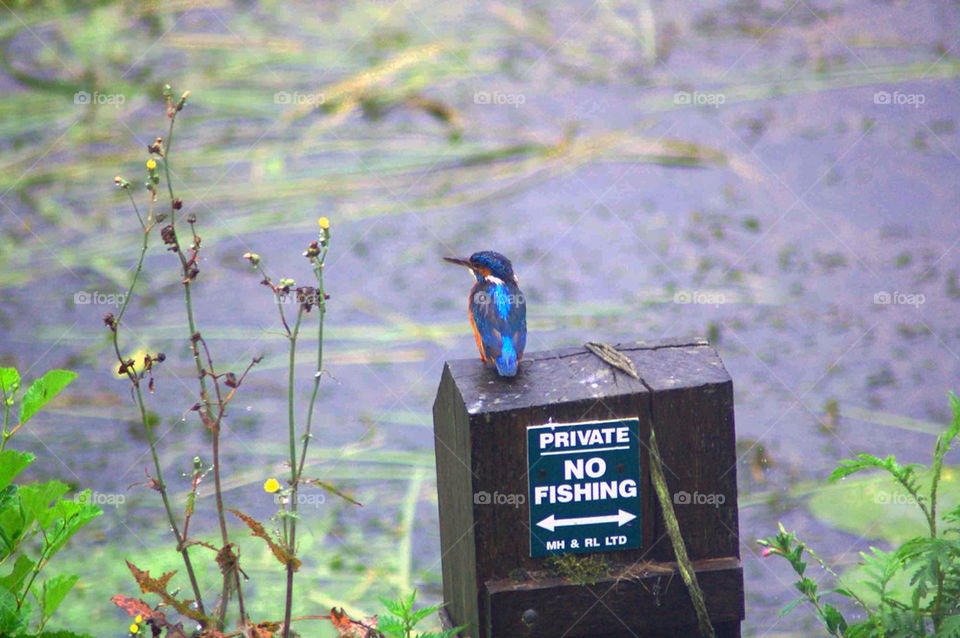 bird post no fishing by dannytwotaps