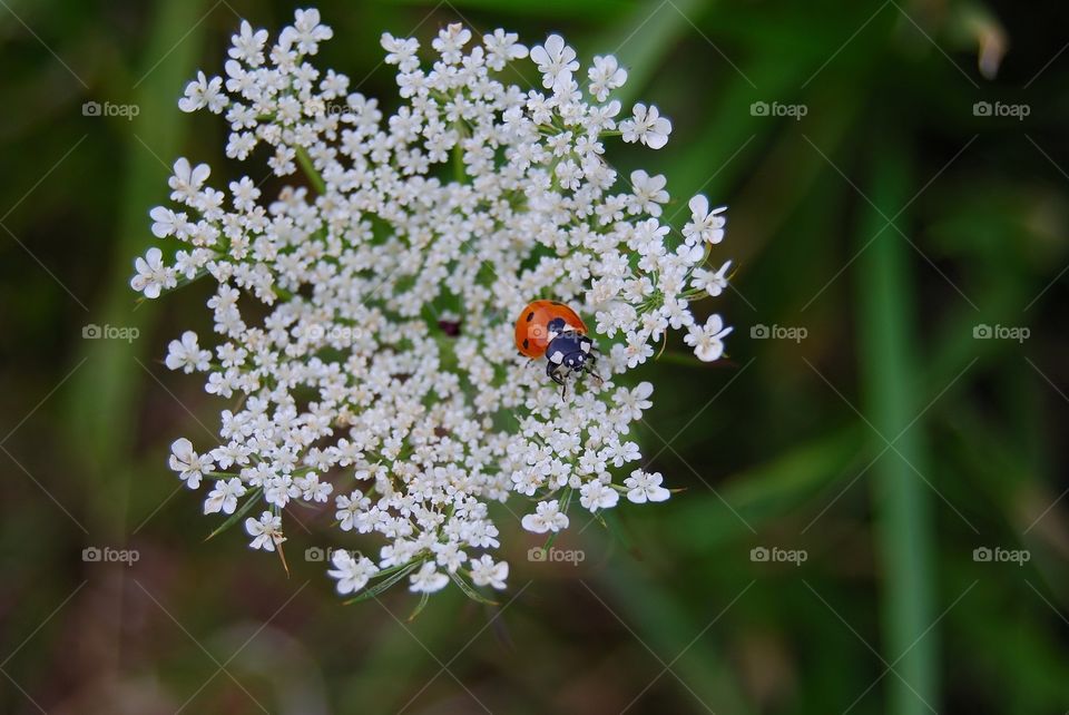 Ladybug on lace