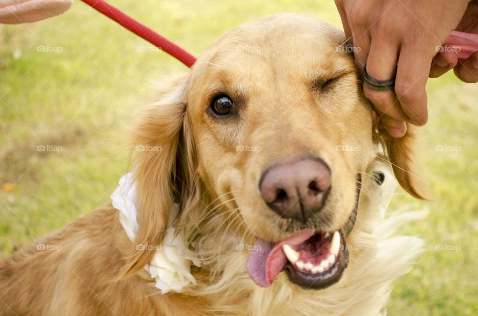 Pampered Golden Retriever 