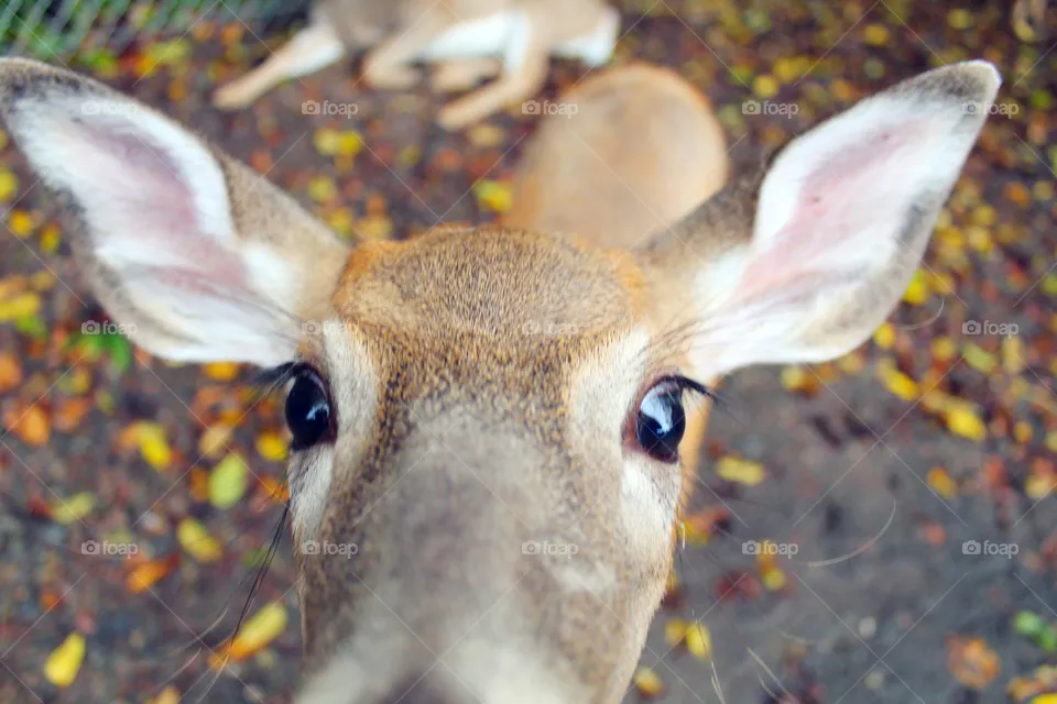 Oh deer! 