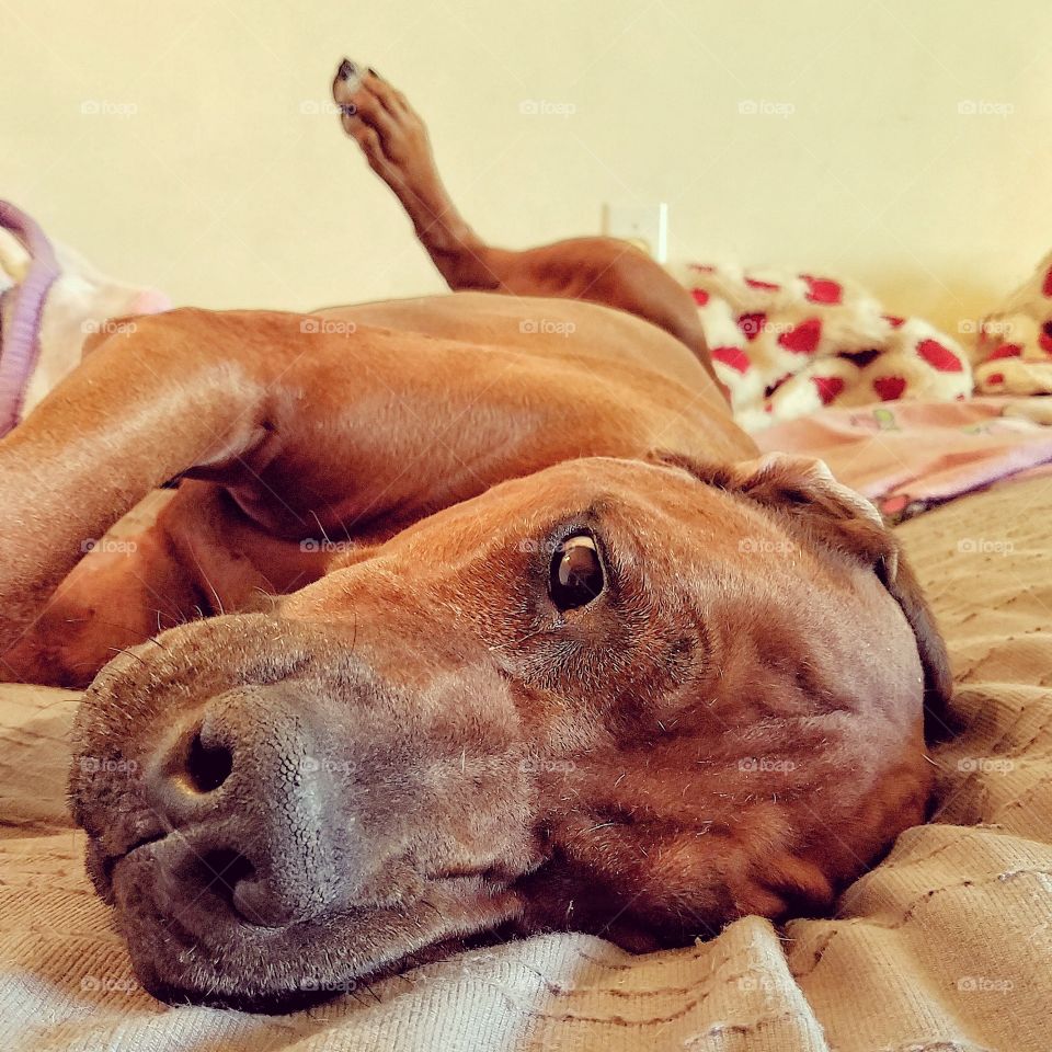 The lazy way my Hound gets my attention,