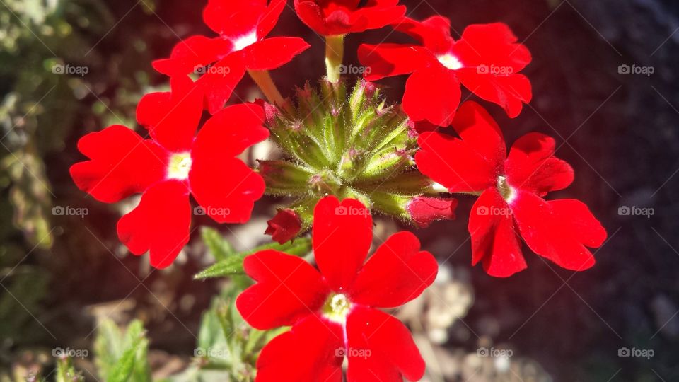 Nature. Pop of Brilliant Red