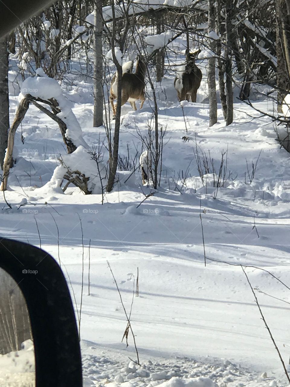 Humans, we must flee!!!